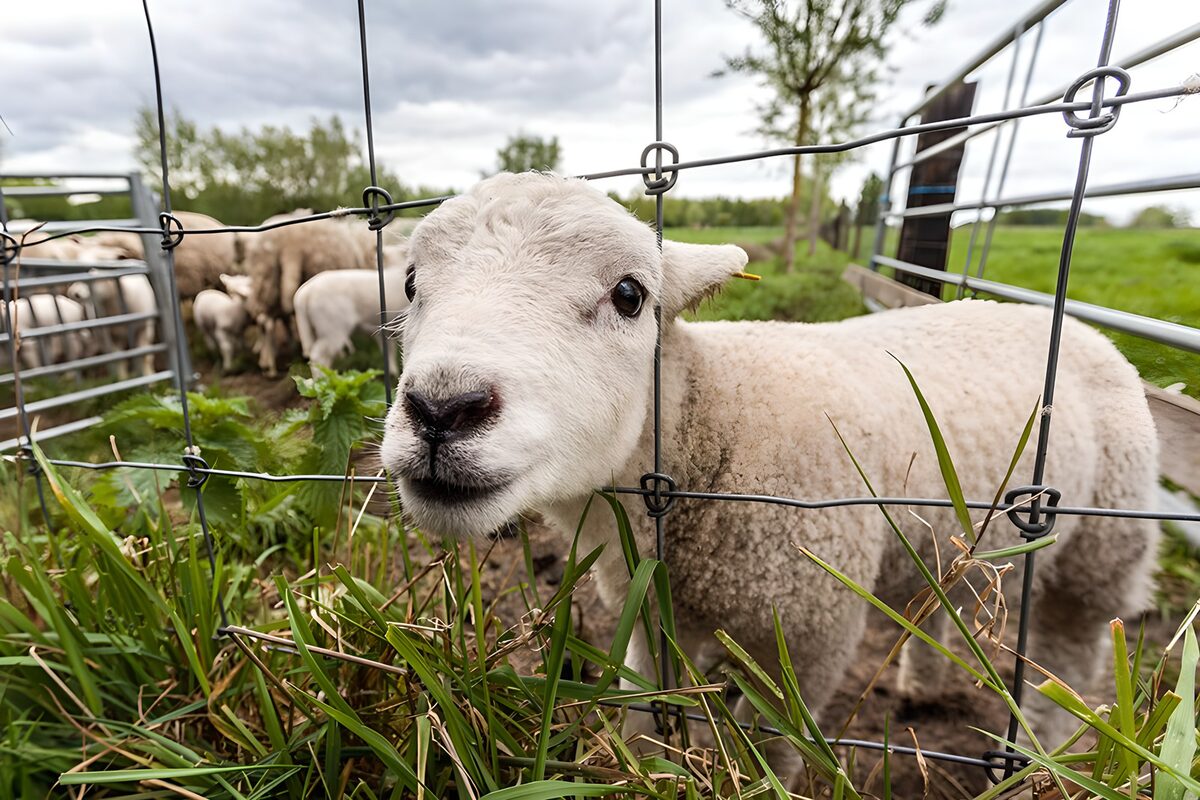 Schattig lammetje achter het hek