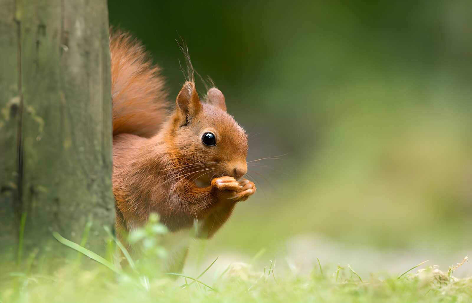 TP89715: Schattig eekhoorntje eet een nootje