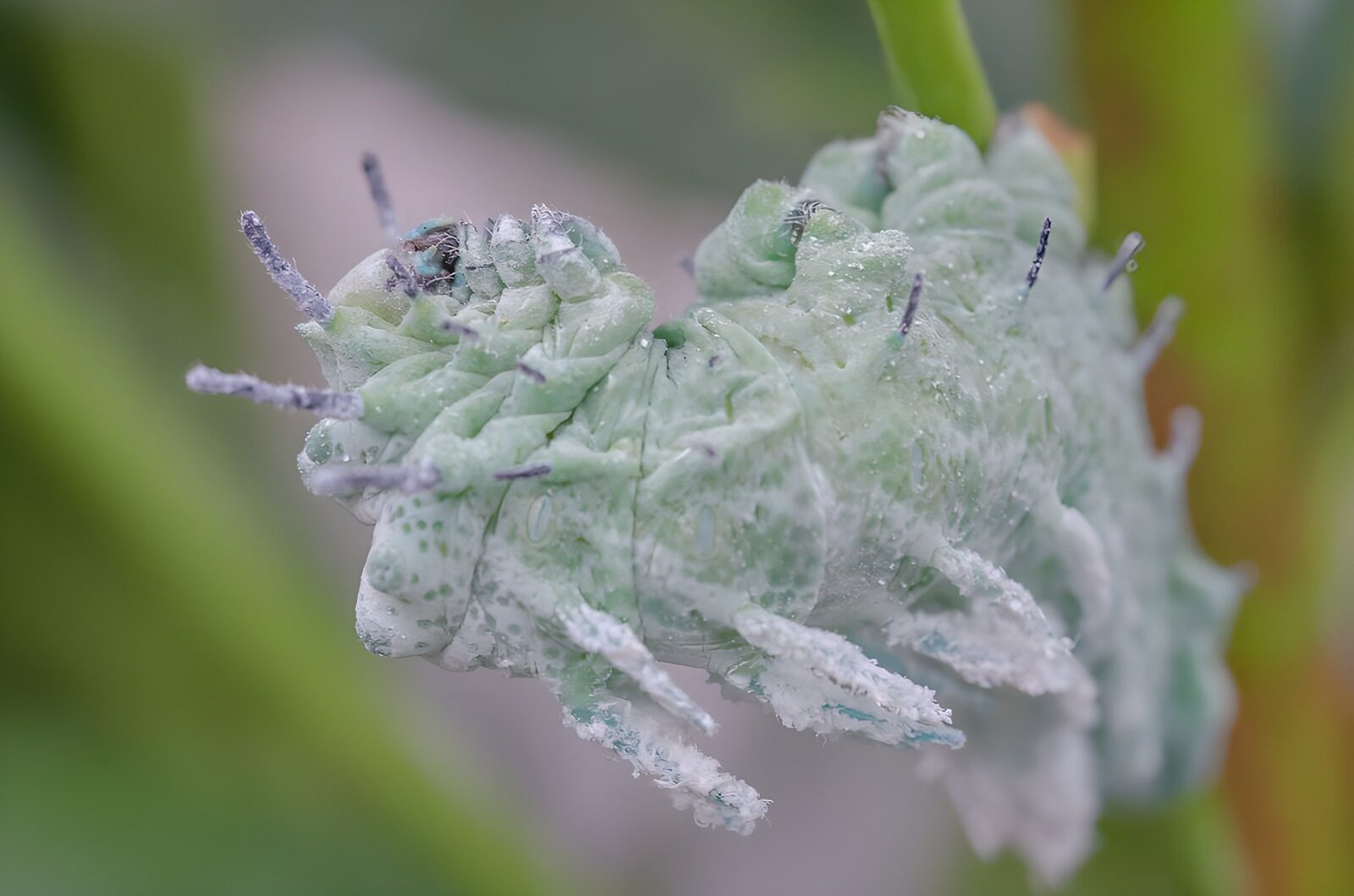 TP70907: Groene rups met bijzondere structuur