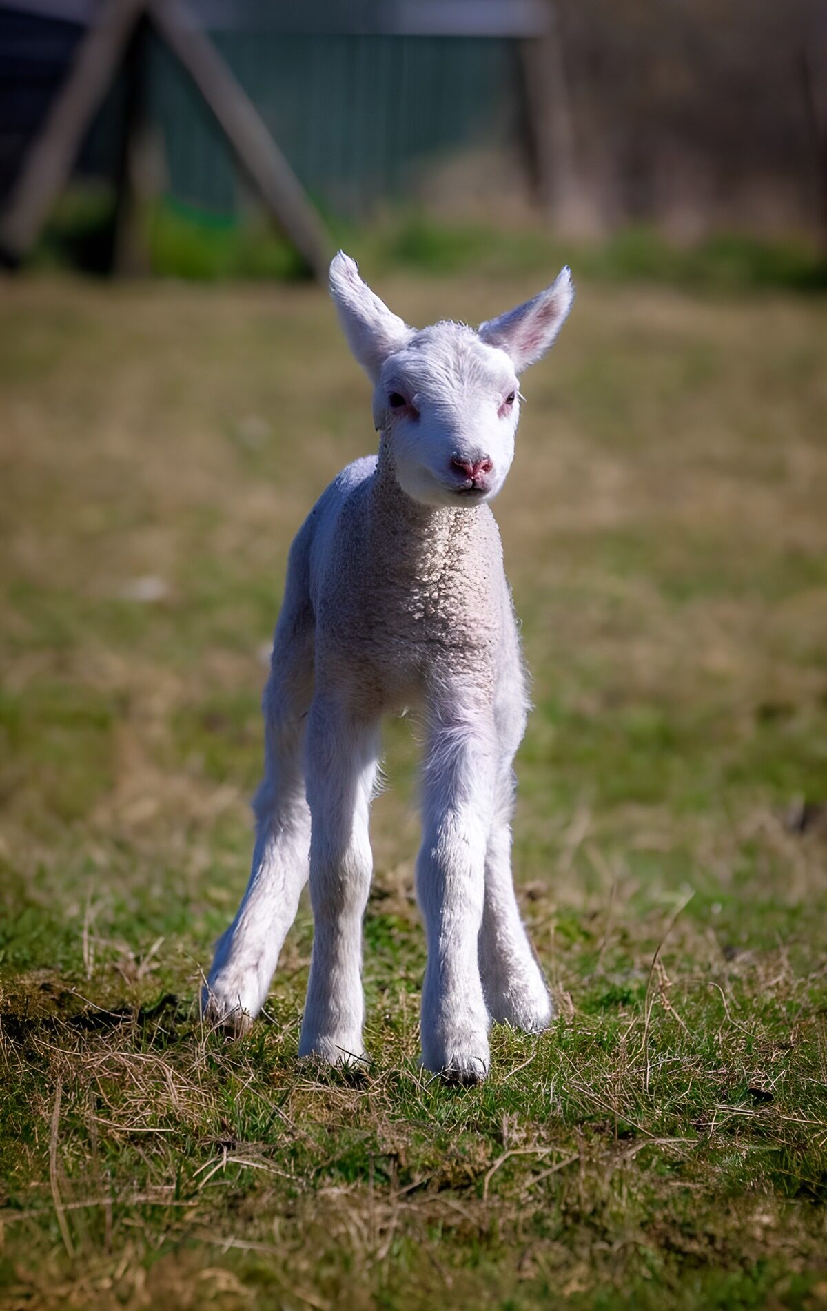 Schattig lammetje op het gras