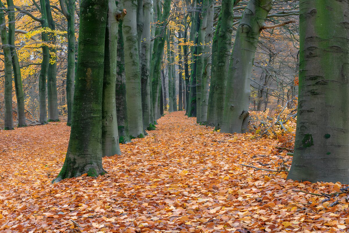 Herfstwandeling door het kleurrijke bos