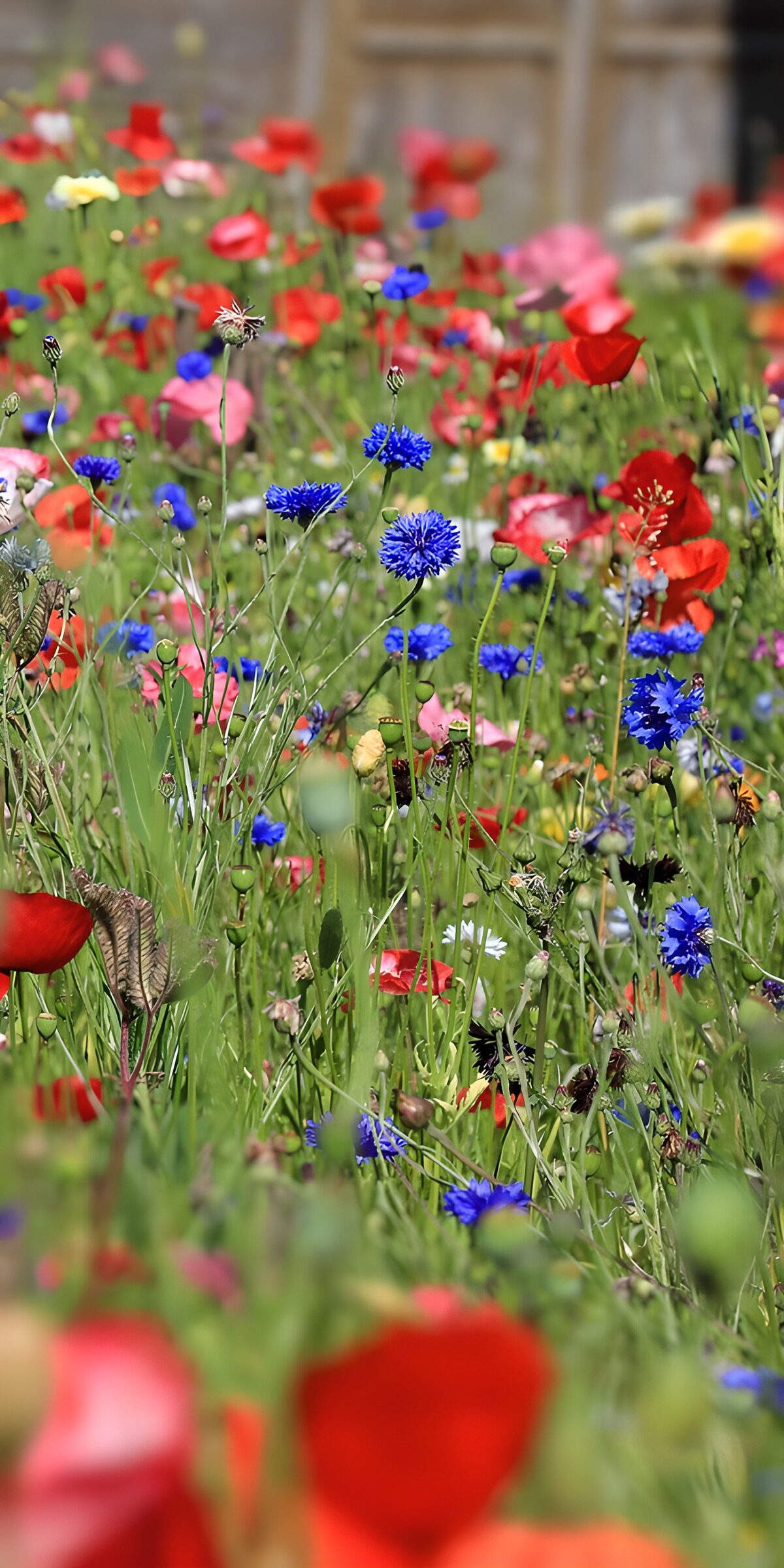 Kleurrijk bloemenveld in bloei