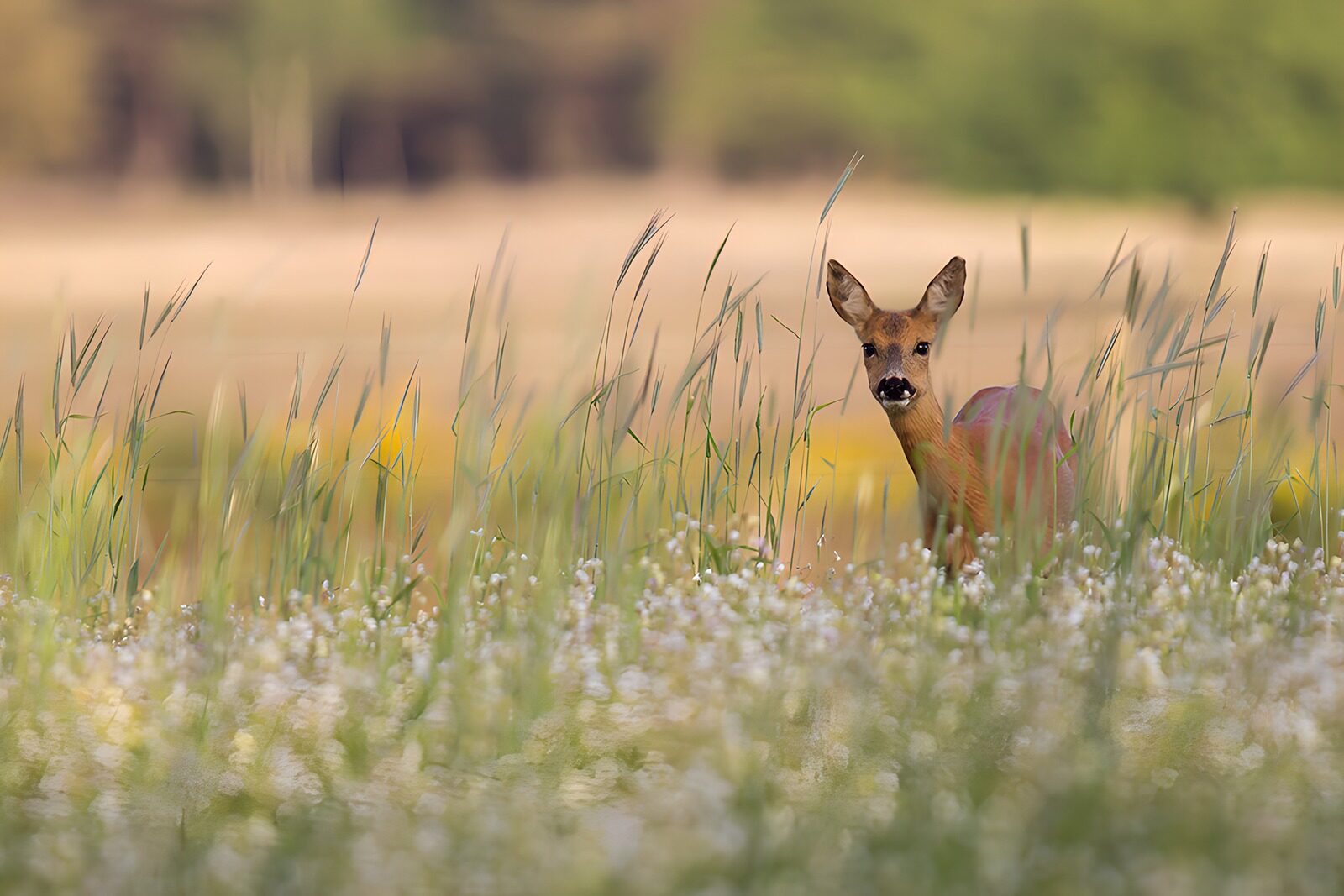 TP90801: Hert in de bloemenweide