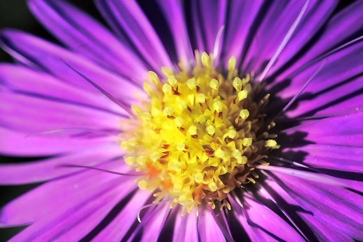 Bloemen foto 54