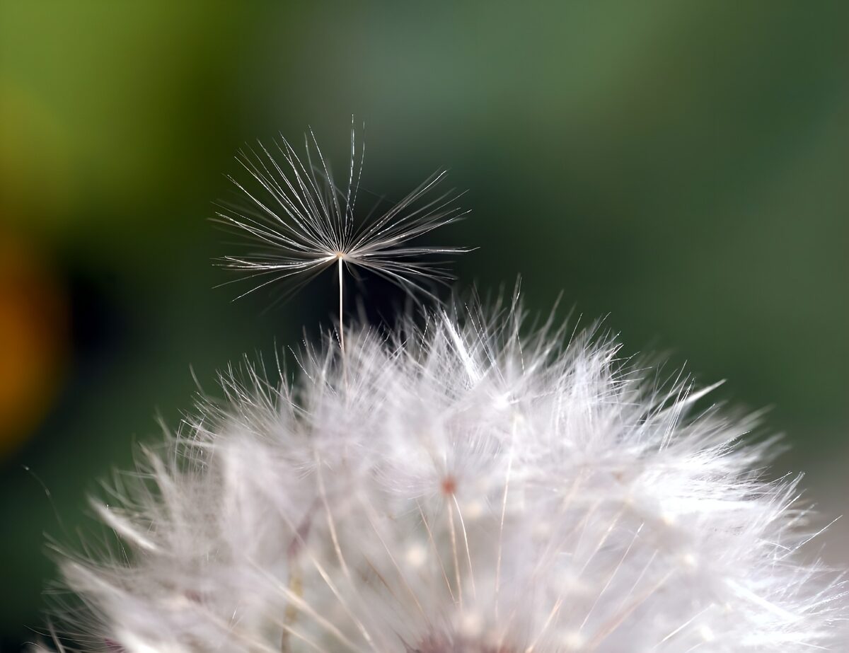 Pappus bokeh