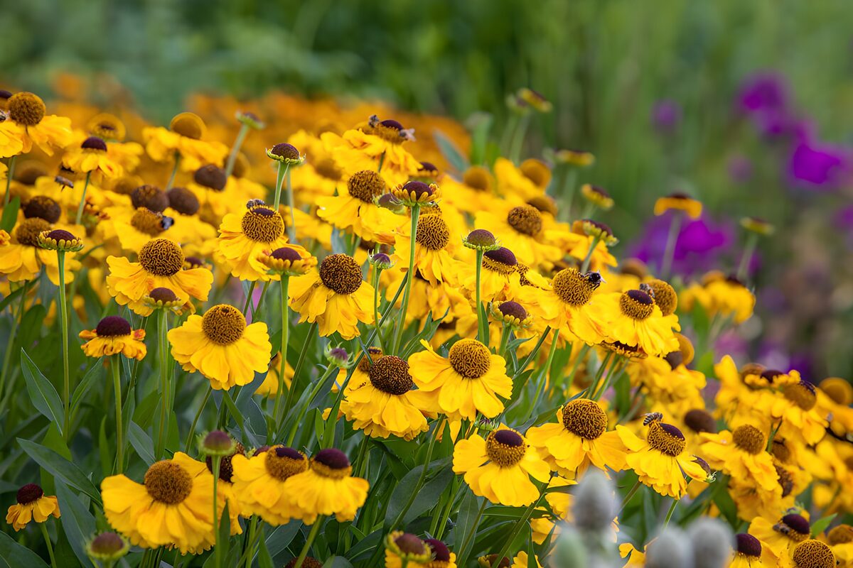 Stralende gele bloemen in volle bloei