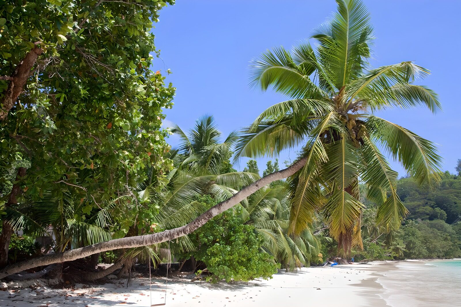 TP59563: Tropisch strand met palmbomen