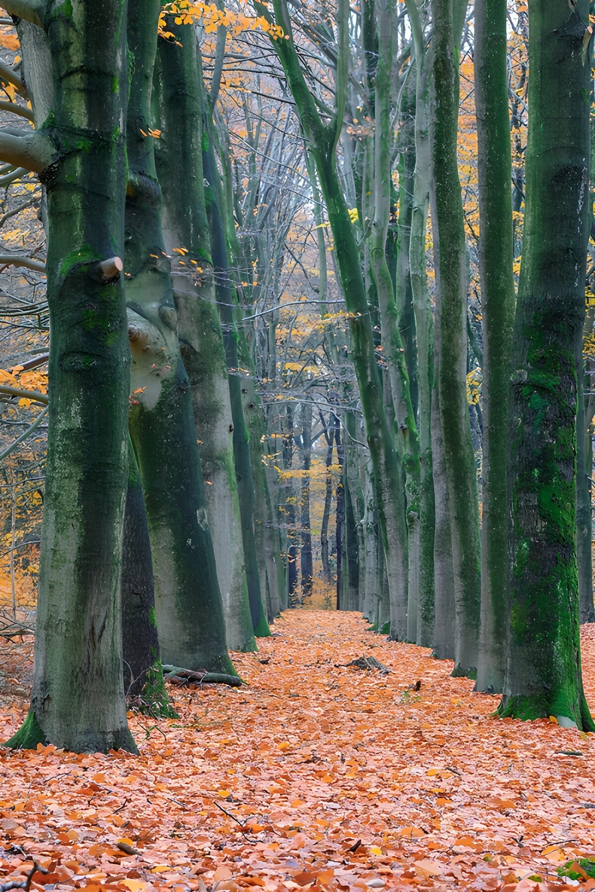 TP78083: Herfstwandeling door het bos
