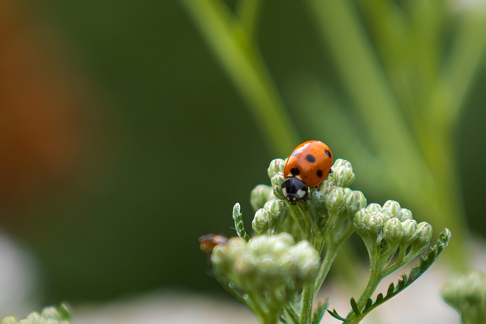 TP93001: Lieveheersbeestje op bloemknoppen