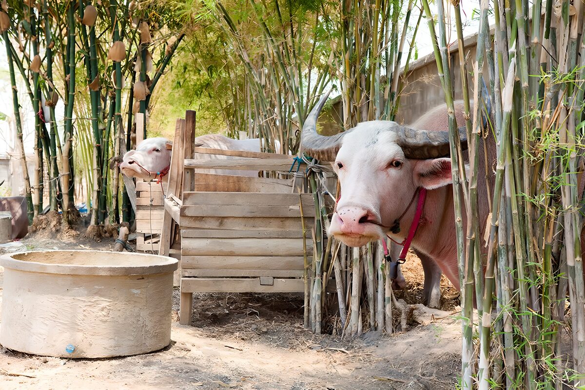 Albino buffel in Thailand op de boerderij