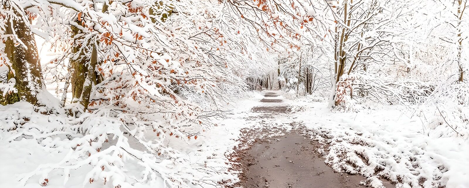 TP20878: Sneeuwige wandelpaden in het bos