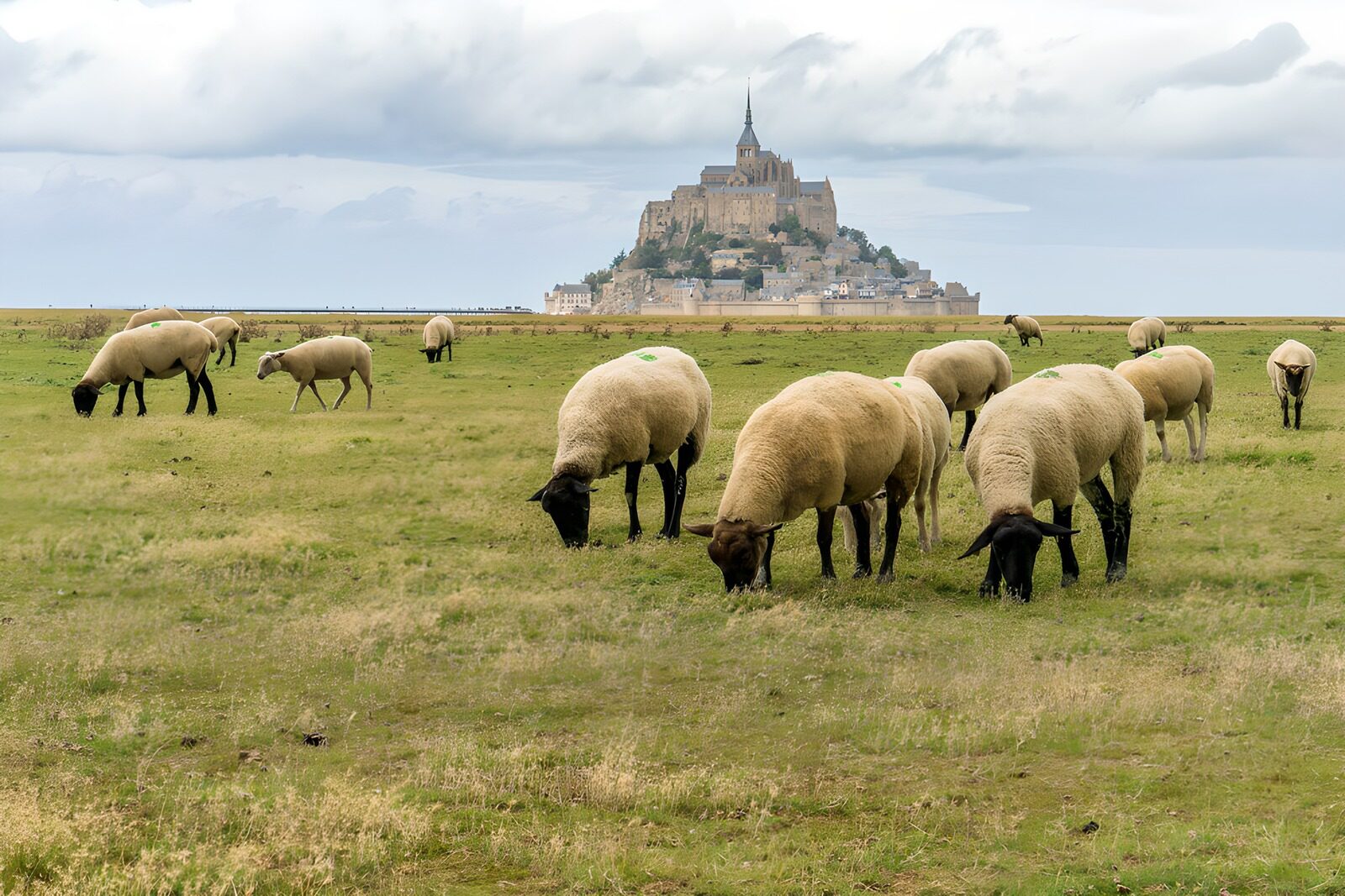 TP95793: Schapen bij Mont Saint-Michel