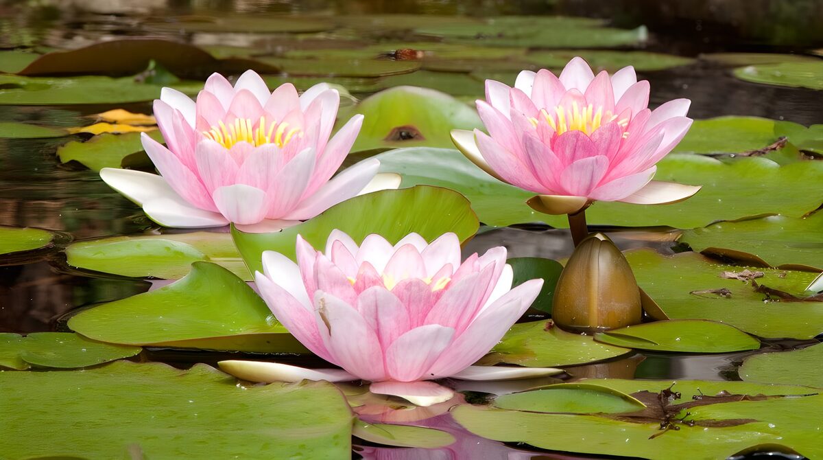 De drie roze lelies