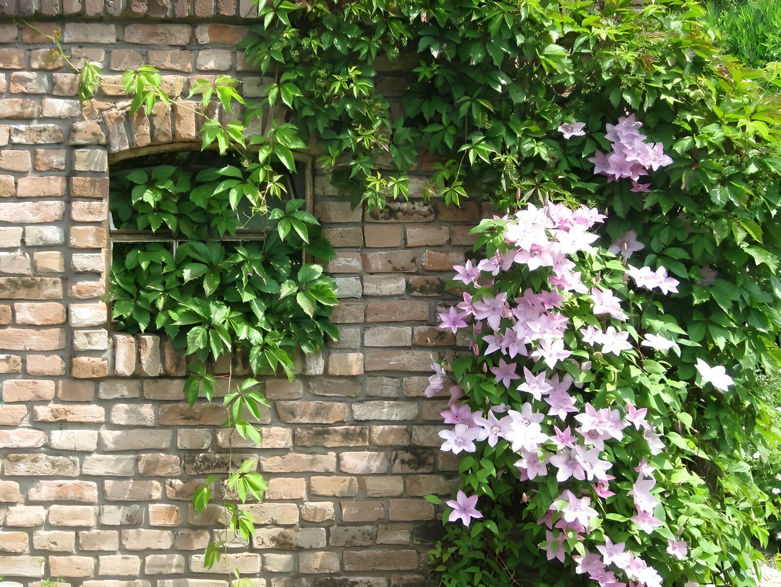 TP21741: Oude muur begroeid met bloemen en klimop