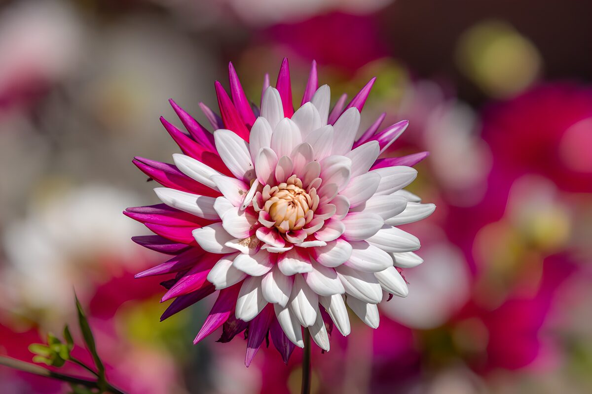 Prachtige bloeiwijze in roze en wit