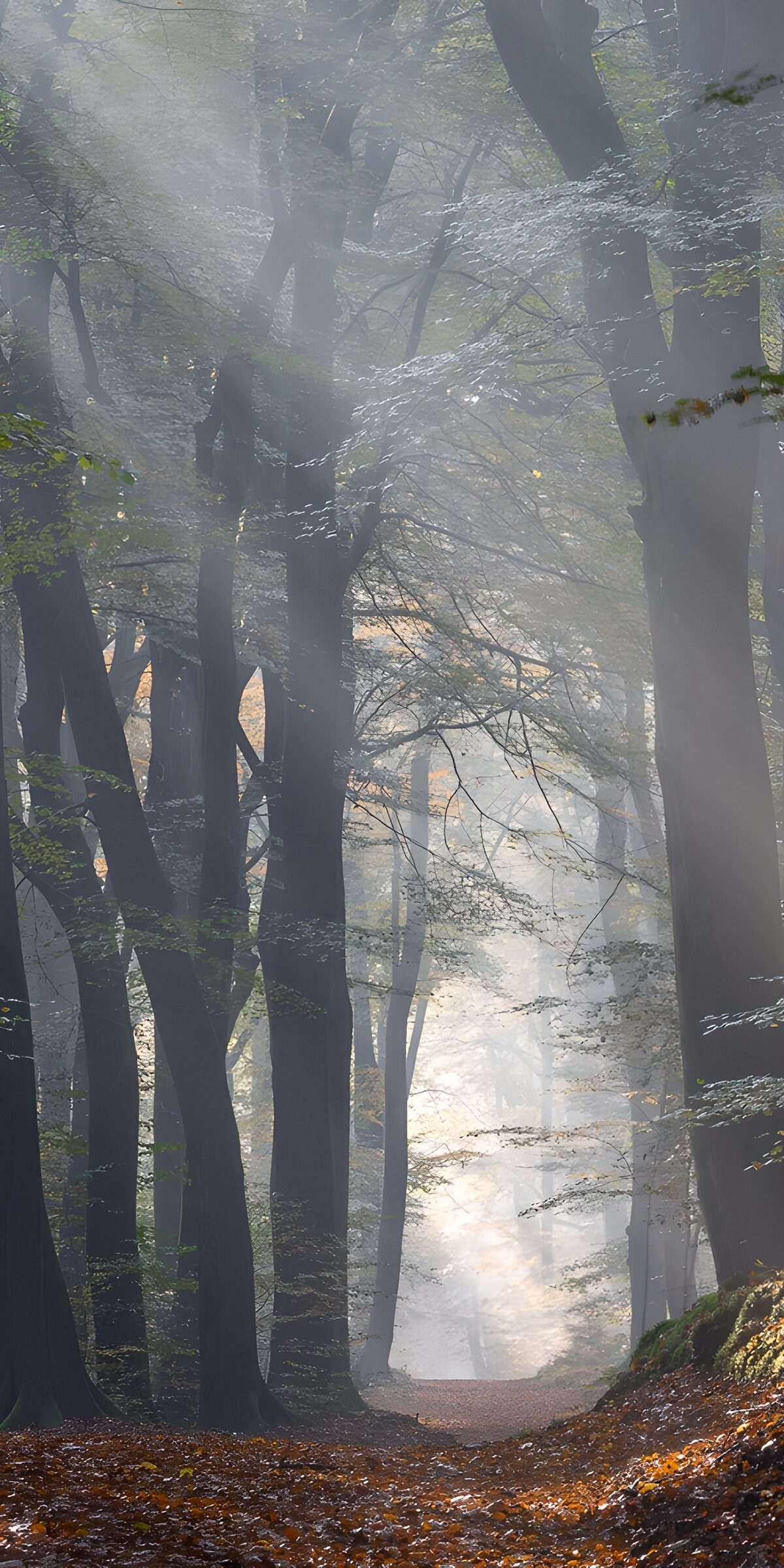 TP40863: Mistige Boswandeling in de Herfst