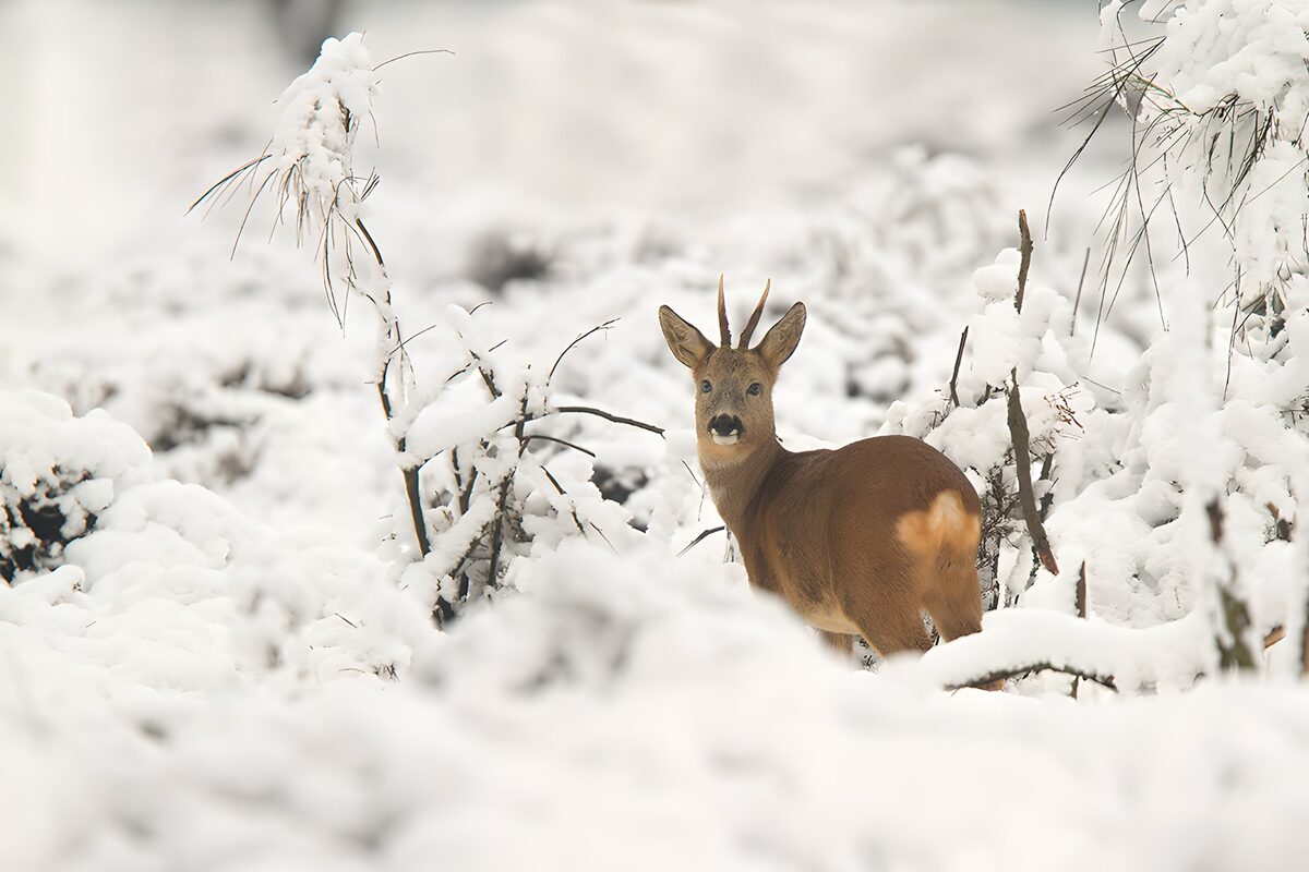 Ree in de sneeuwachtige bosomgeving