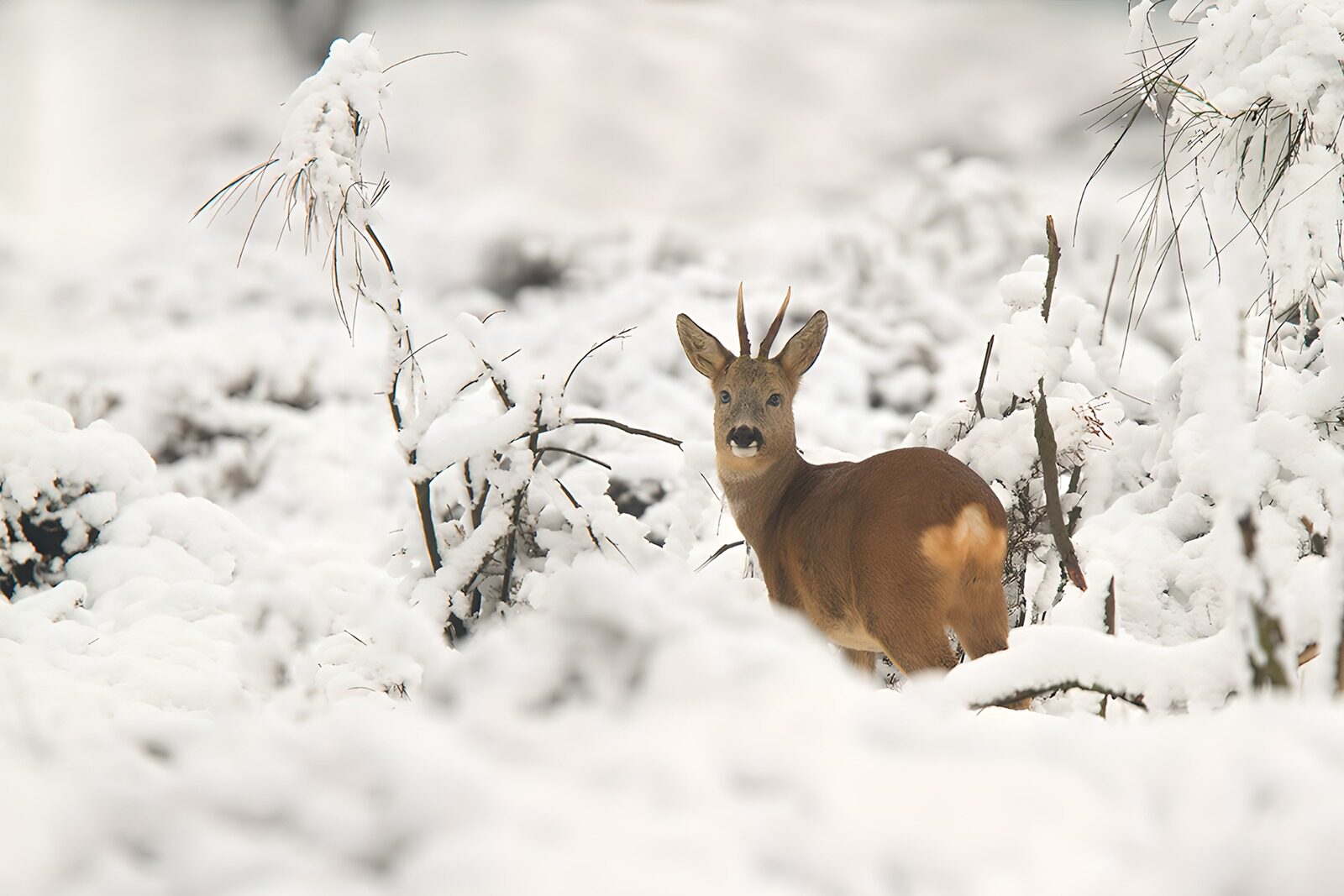TP56733: Ree in de sneeuwachtige bosomgeving