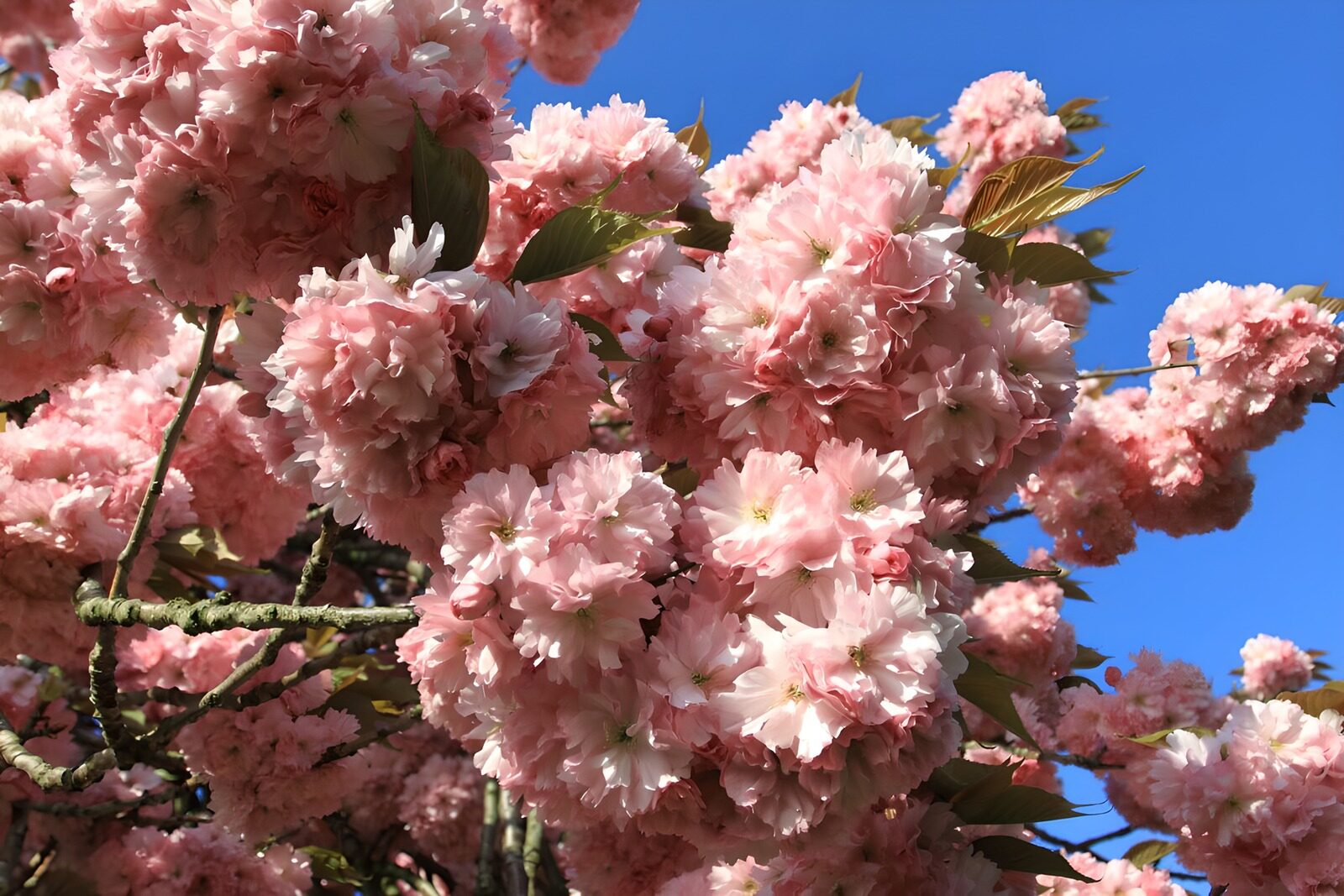 TP45105: Roze bloesem