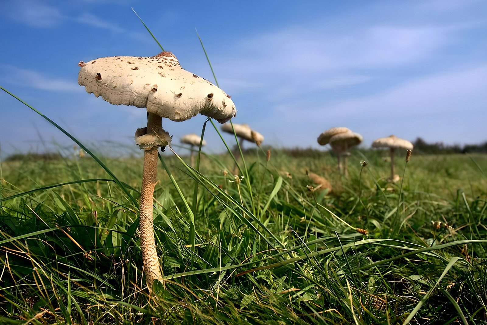 TP17789: Grote paddestoel in de natuur
