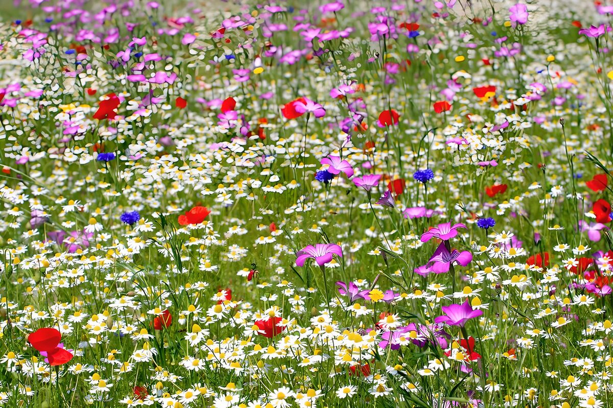 Veld wild pracht 