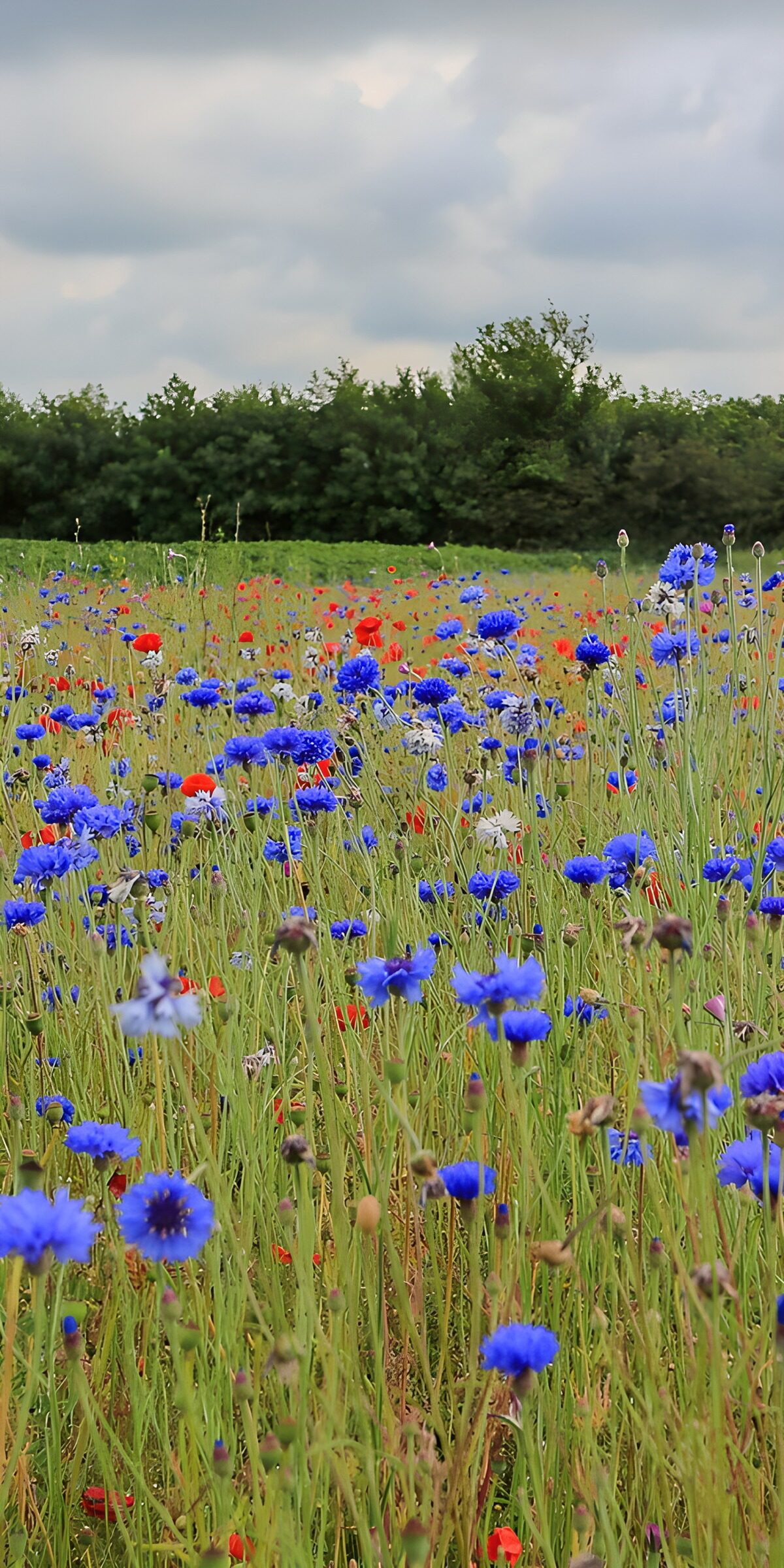 TP51891: Kleurrijke bloemenweide in volle bloei