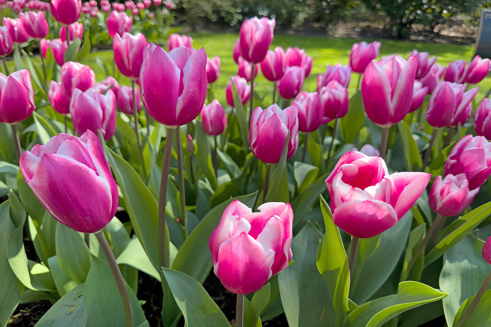 TP99596: Prachtige roze tulpen in bloei