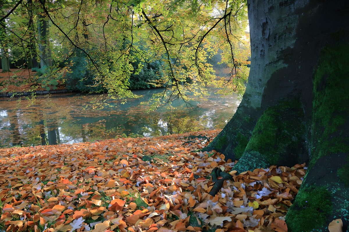 Herfst in park 2