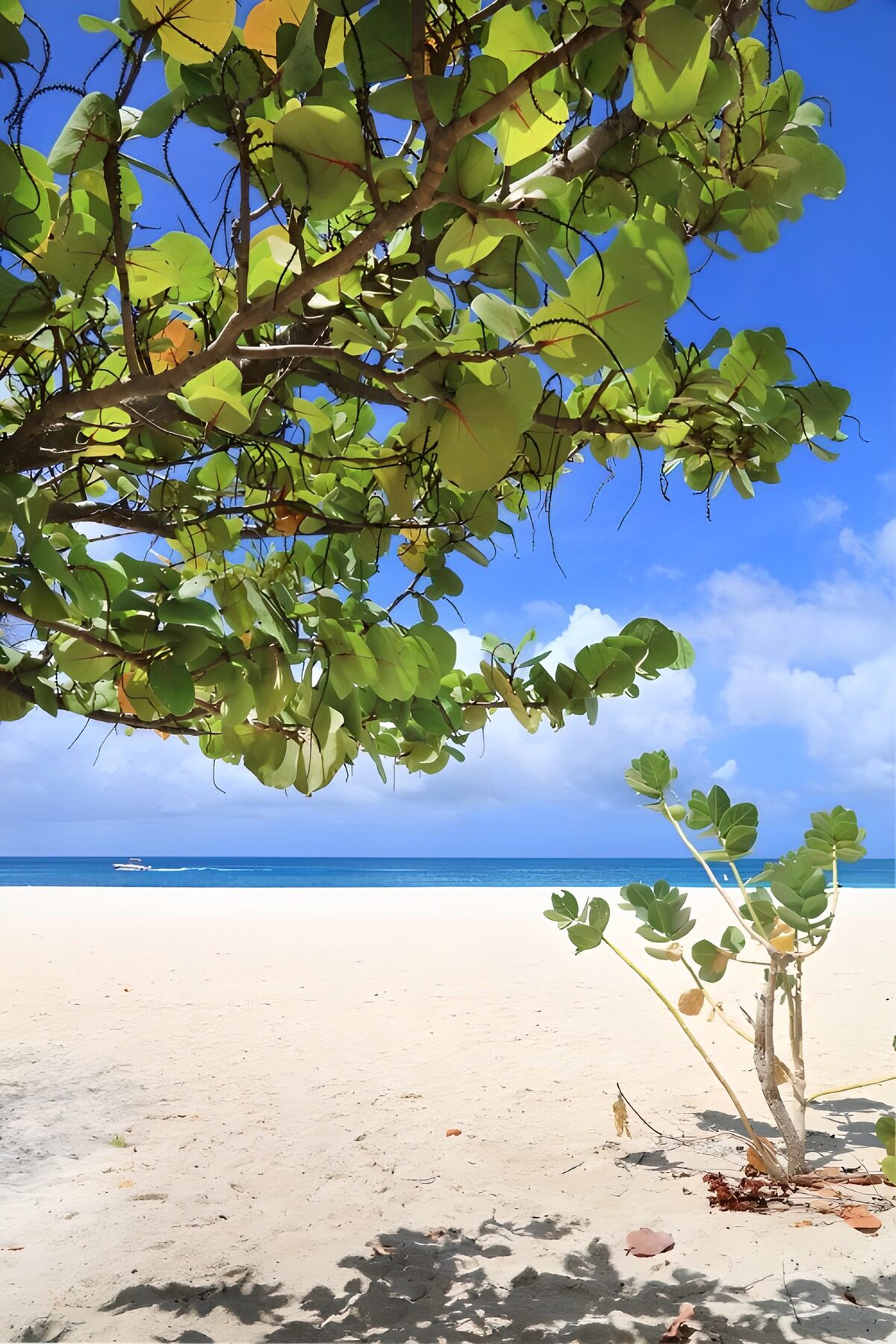 Rustige Strandscene met Groene Bladeren