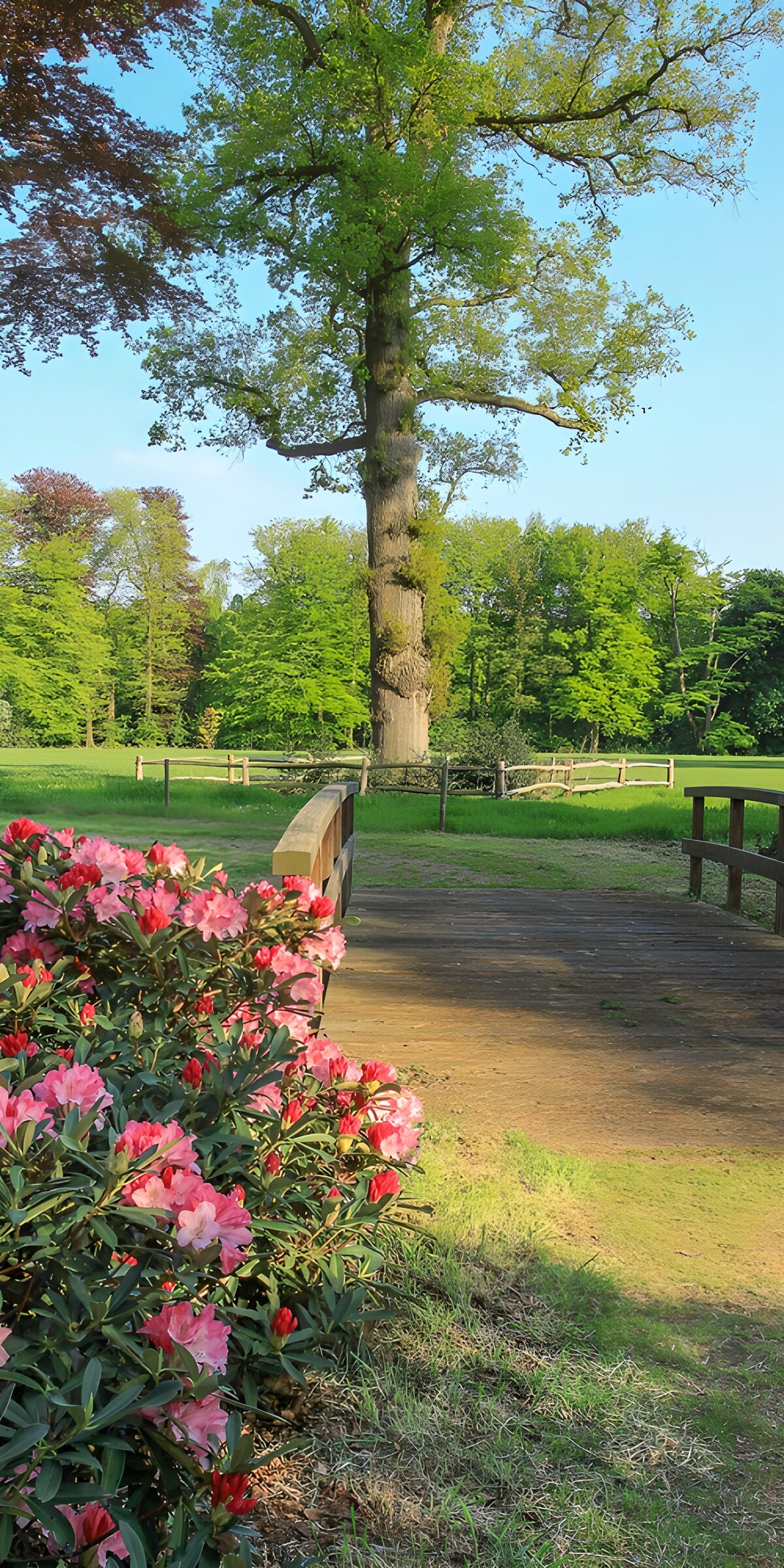 Rustig landschap met bloeiende rhododendrons