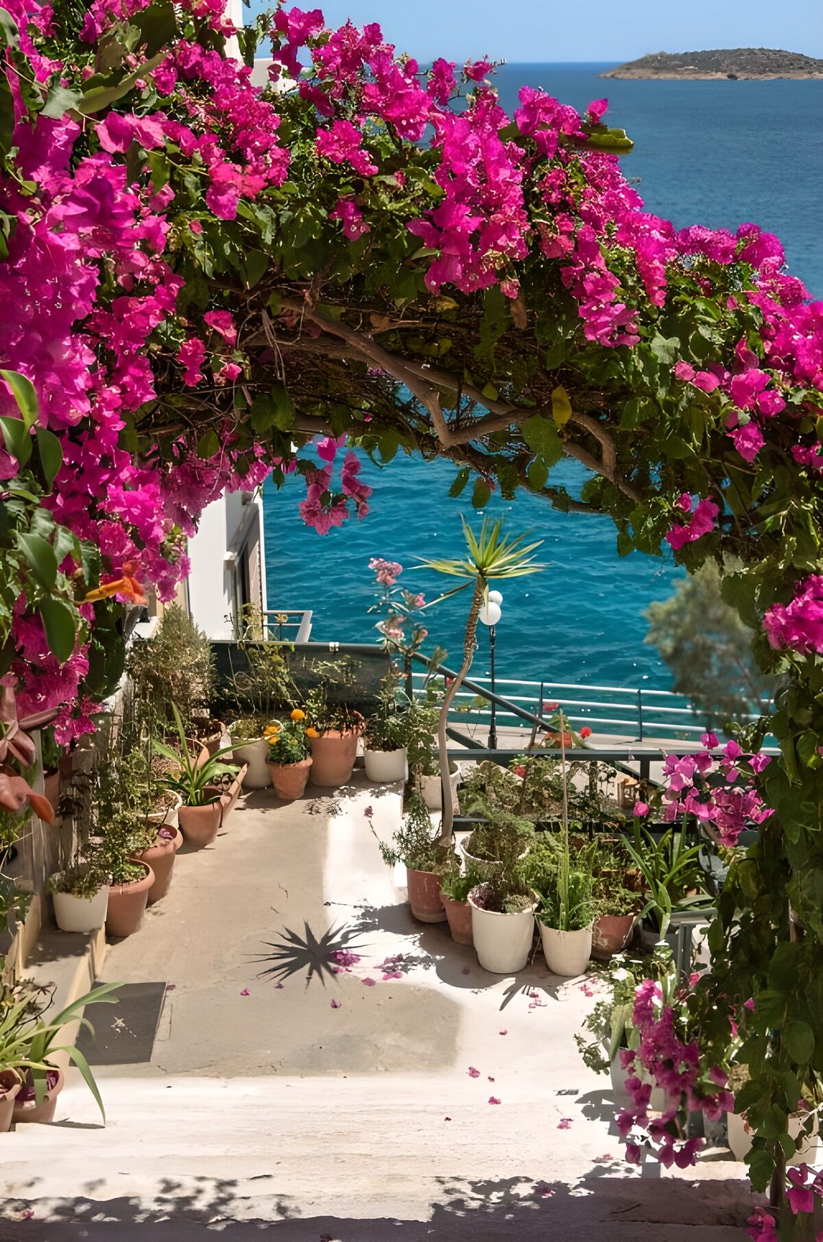 TP38017: Pergola met bougainville