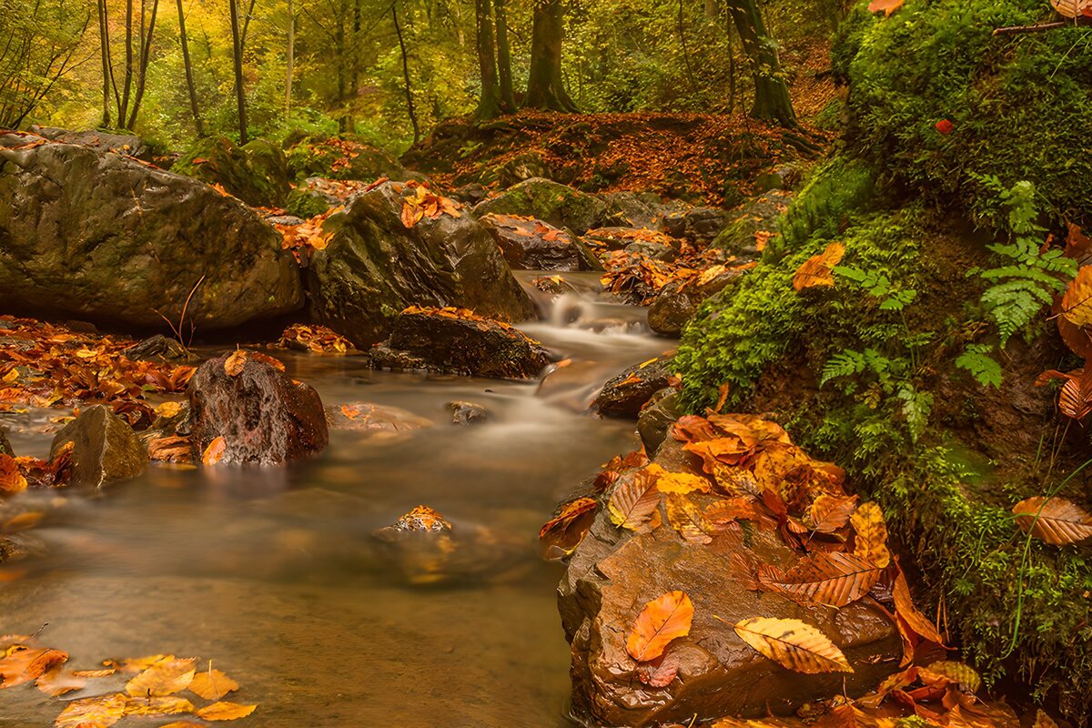 Rustige beek in het herfstbos