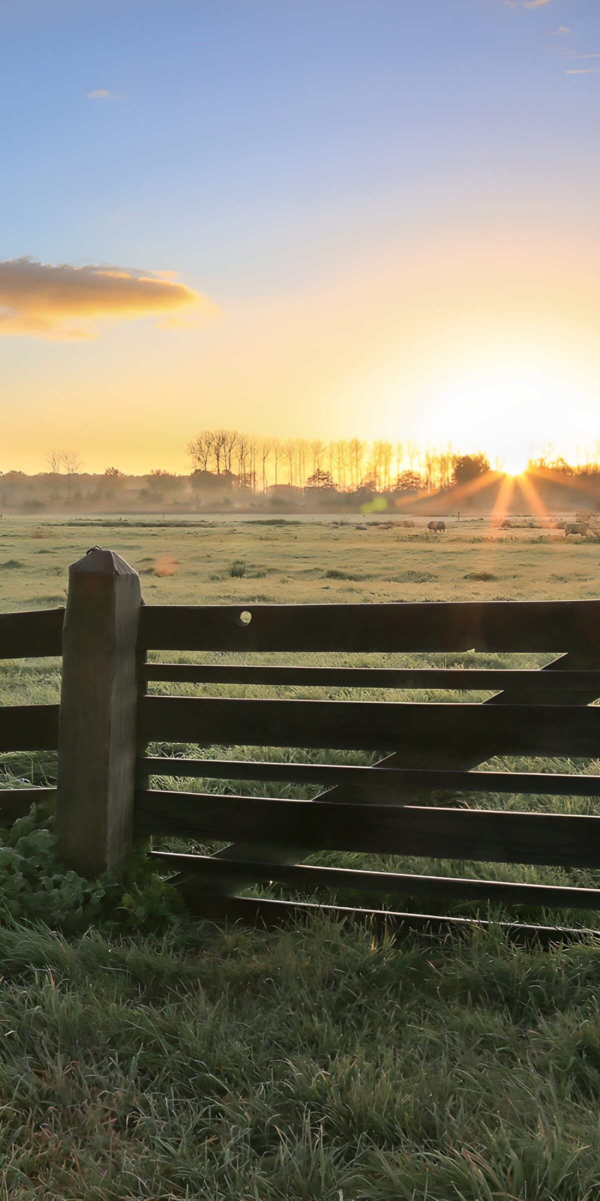 Zonsopgang boven een weiland