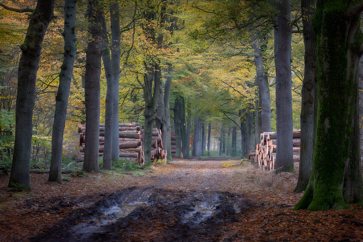 TP17090: Herfstwandeling door het bos