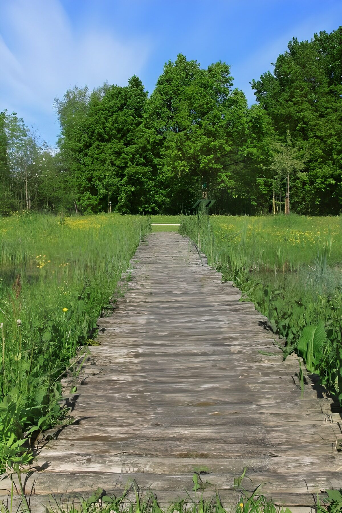TP33946: Vlonderpad naar bos