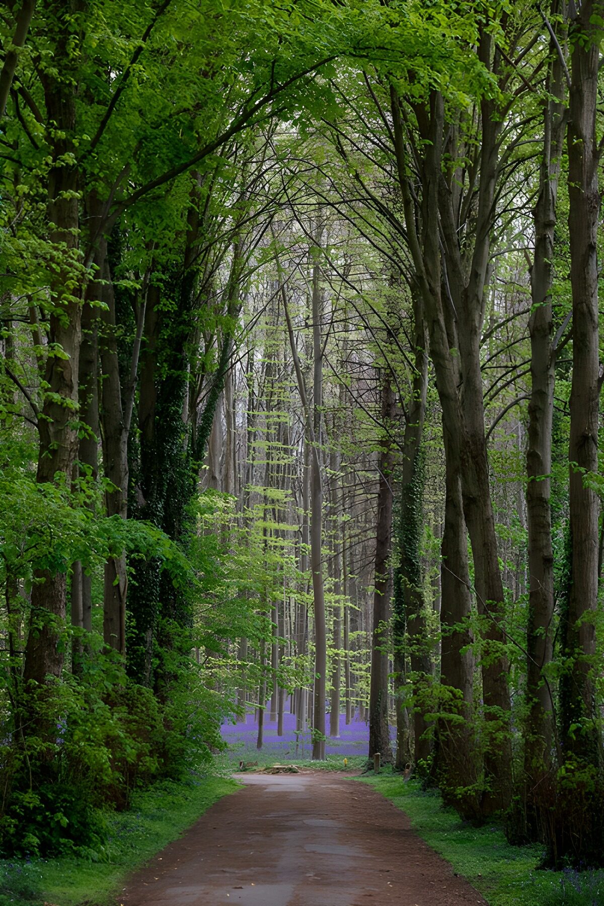 Rustige wandelweg door het bos