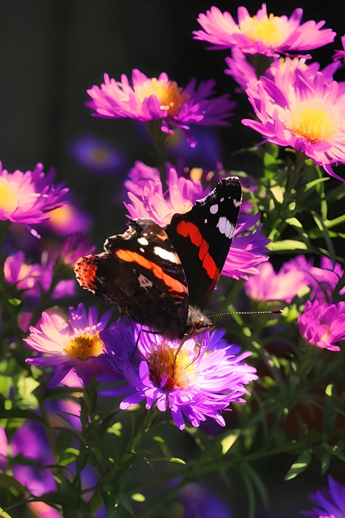 TP21201: Margrietje met Atalanta vlinder