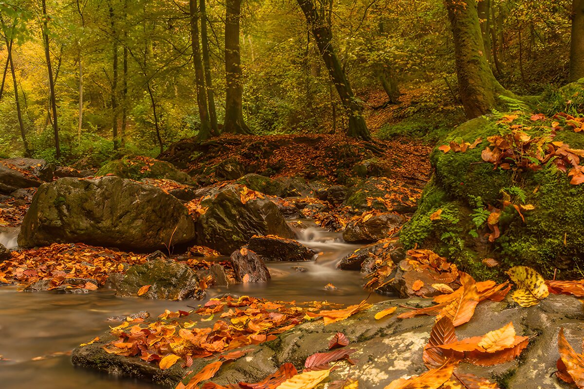 Herfstpracht in het bos