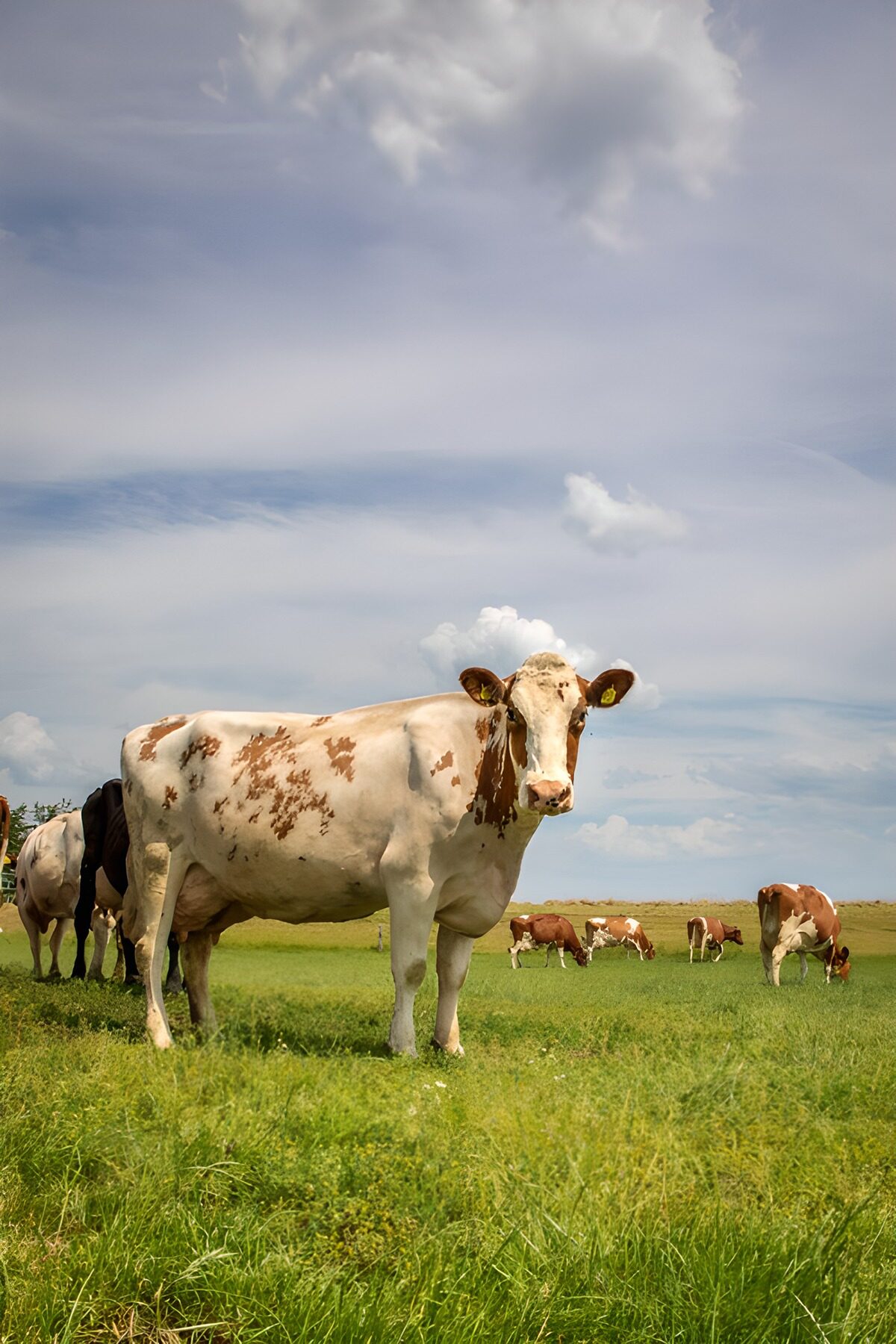 Gelukkige koeien in het groene veld