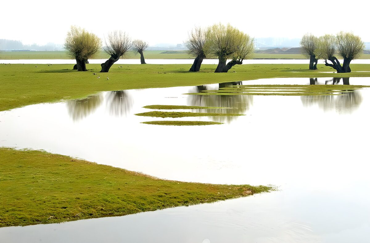 Ondergelopen weiland met bomen versie 1