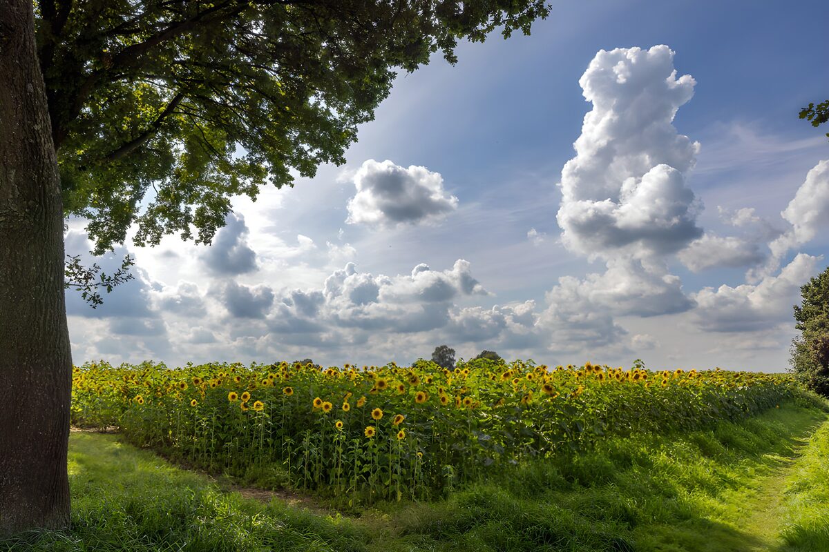Zonnebloemen onder een blauwe lucht