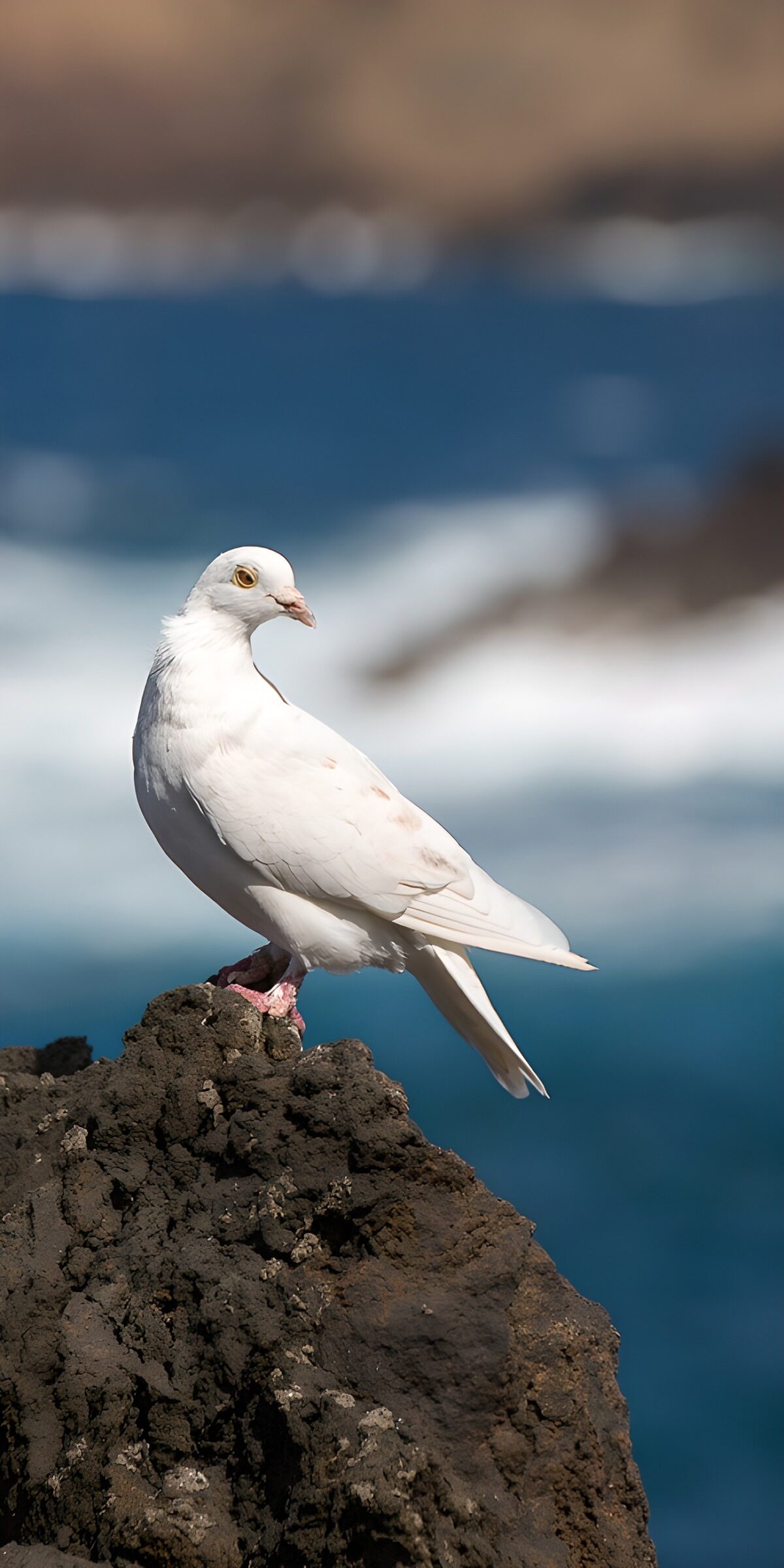 Witte duif op een rots bij de zee