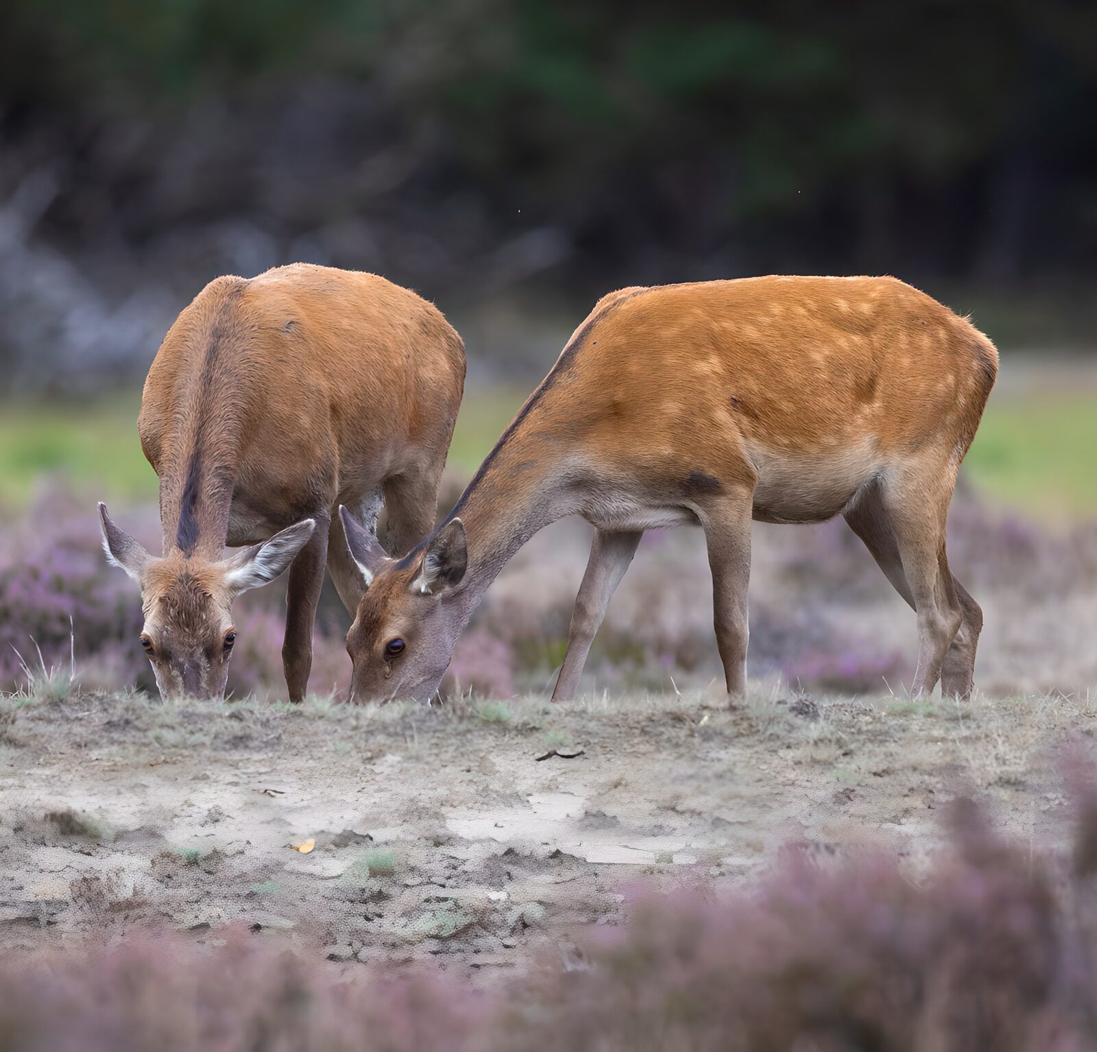 TP96561: Twee herten in de natuur