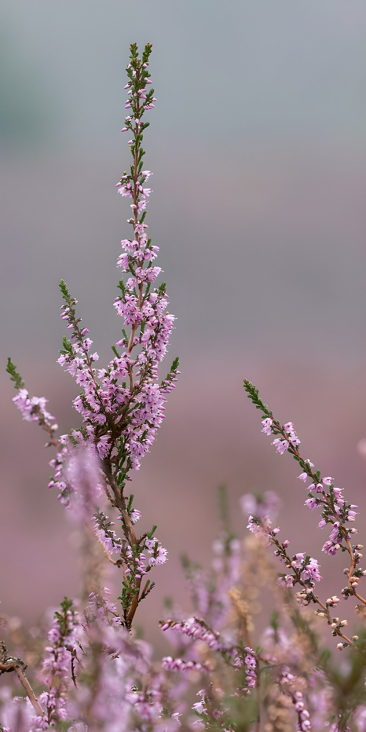 TP52086: Bloeiende heide in zacht licht