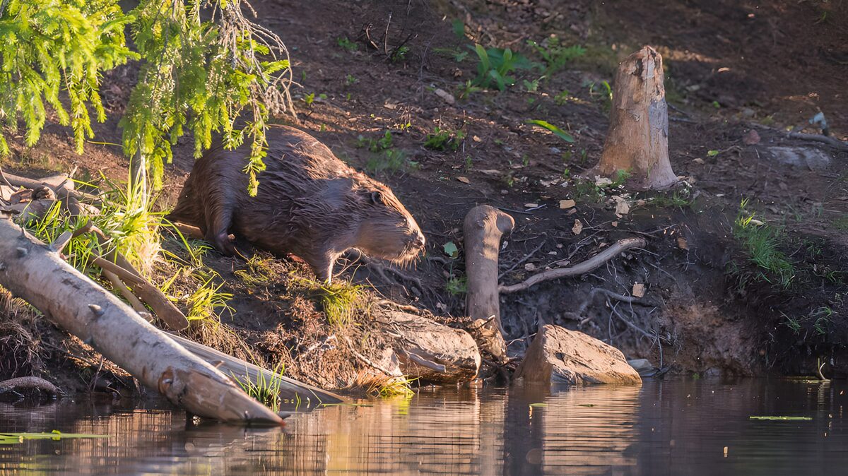 Bever aan de waterkant