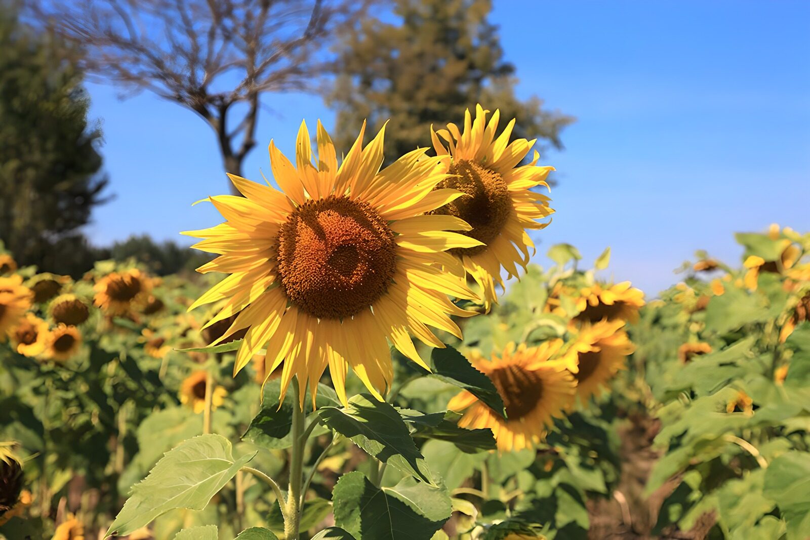 TP38404: Zonovergoten zonnebloemen in het veld