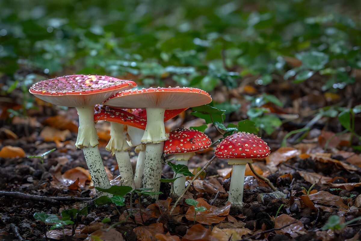 Prachtige vliegenzwammen in het bos
