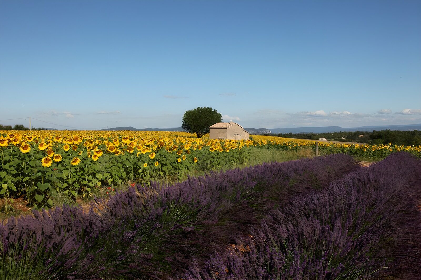 TP89645: Zonnebloemen en lavendelvelden