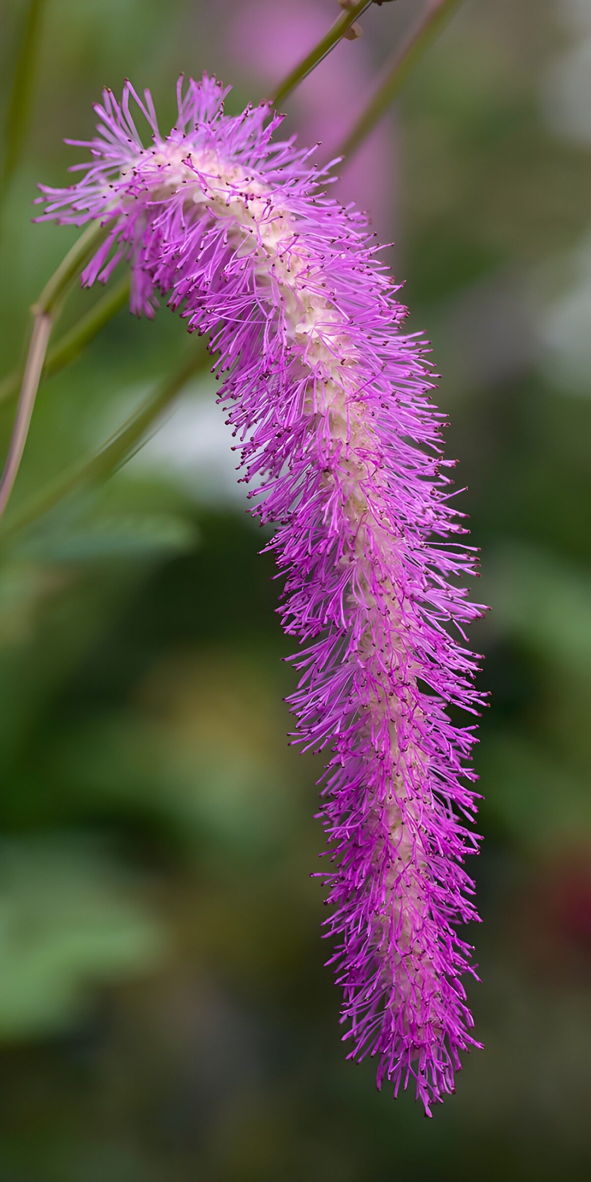 TP80482: Prachtige paarse bloemenhang
