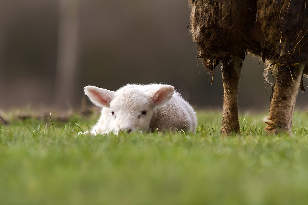 Baby lam bij zijn moeder in het gras